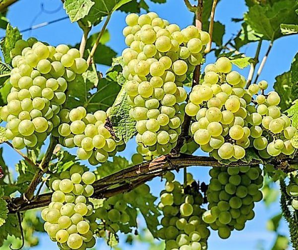 Grapes - Green - Fruit