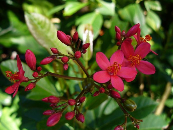 Jatropha - Medicinal