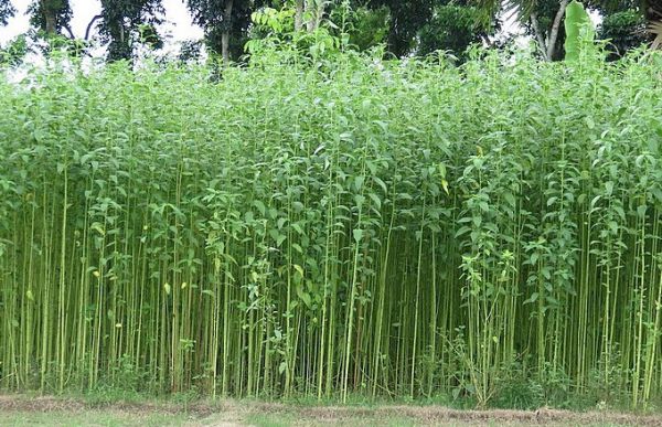 Fibre crops – Jute