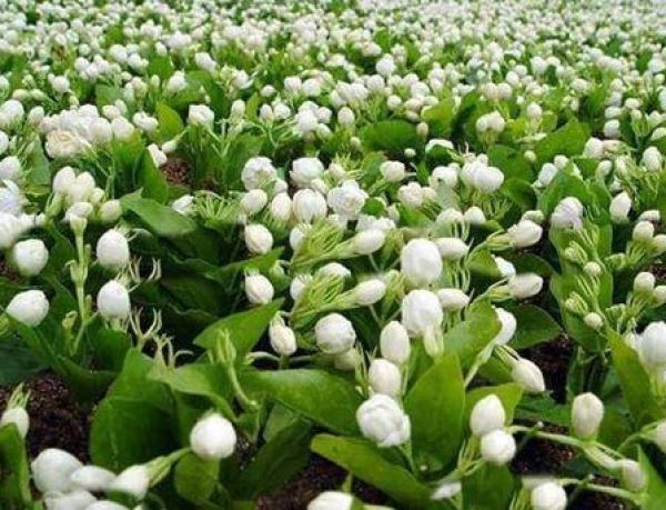 Flower: Kund (Indian Jasmine)