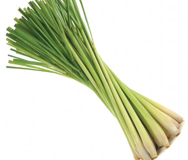 Lemongrass - Medicinal