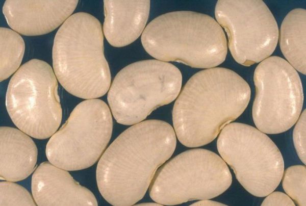 Beans - Lima Bean (Sem Phali Seeds)