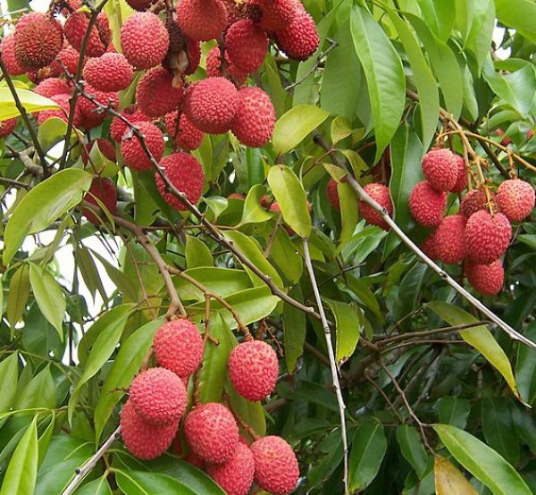 Litchi – Fruit