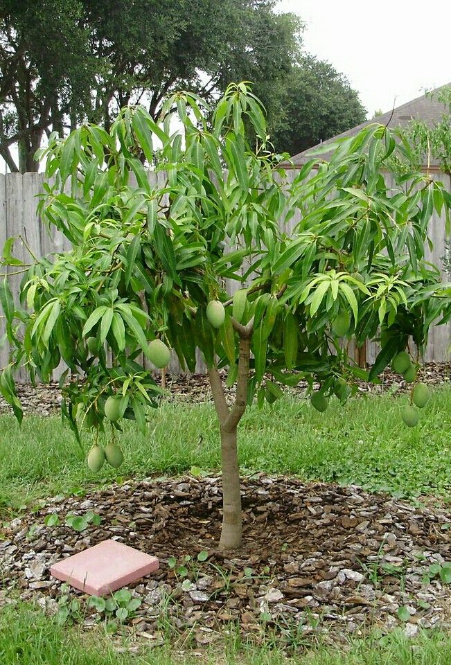 Mango Plant