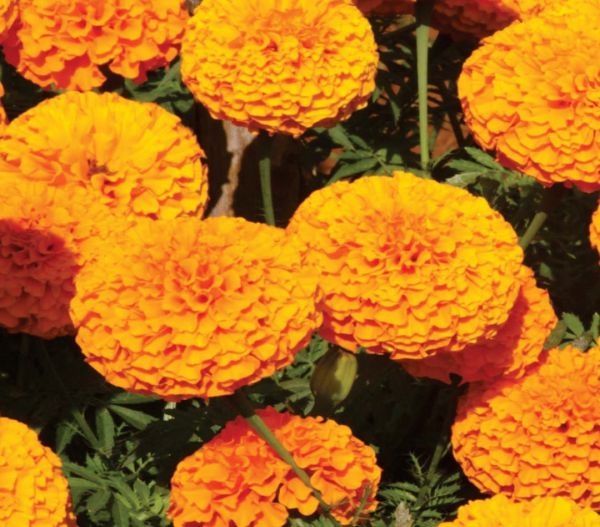 Flower: Marigold (Genda) - Orange