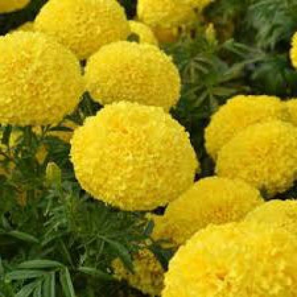 Flower: Marigold (Genda) - Yellow