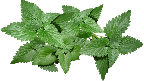 Mint Leaves - Vegetable