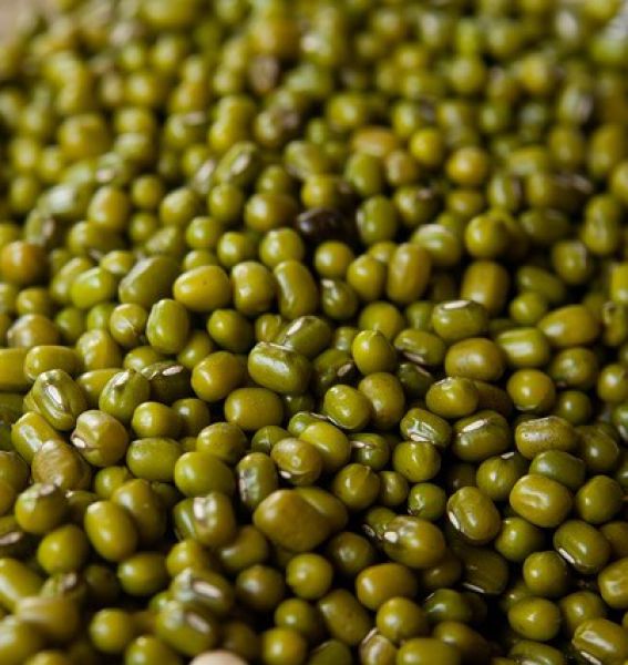 Moong (Mung Bean / Green Gram) - Pulse