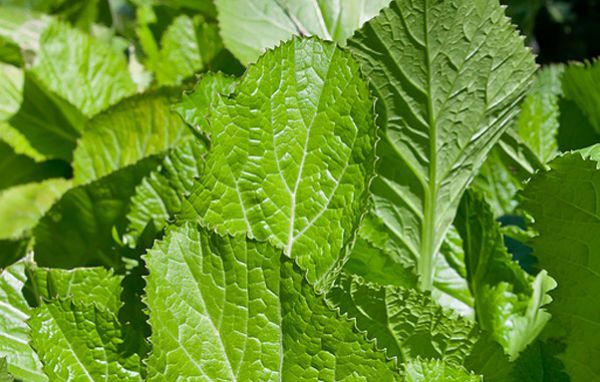 Mustard Greens - Leaves