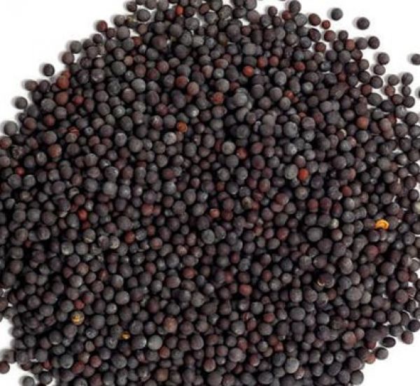 Mustard - Seeds
