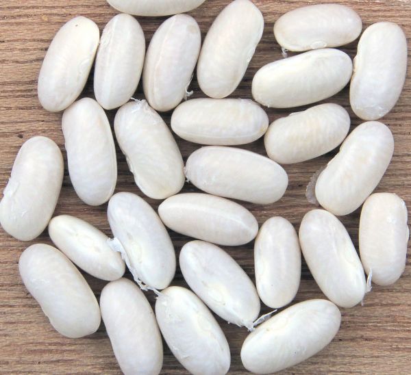 Beans - Navy Bean