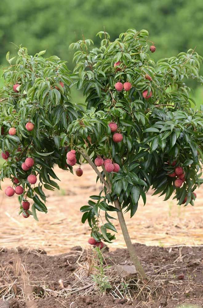 Nectarine Plant