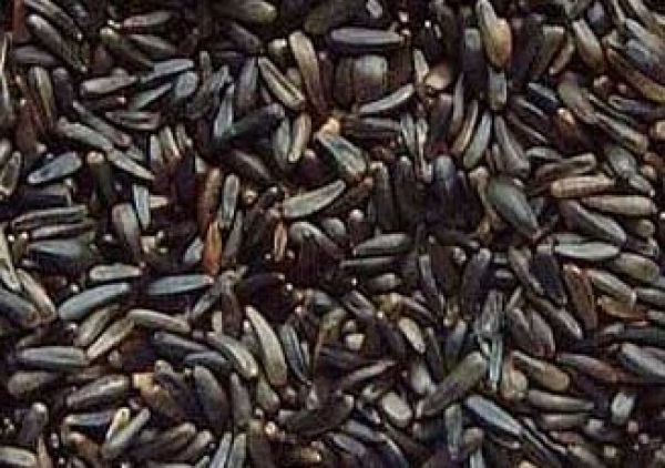 Niger Seed