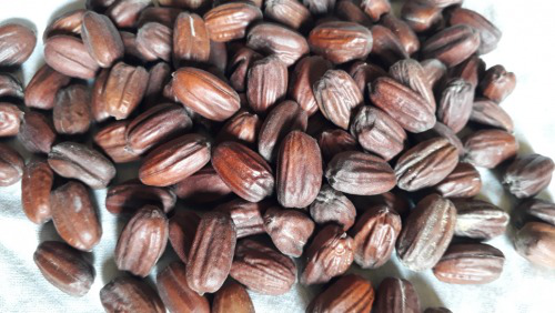 Jojoba Seed