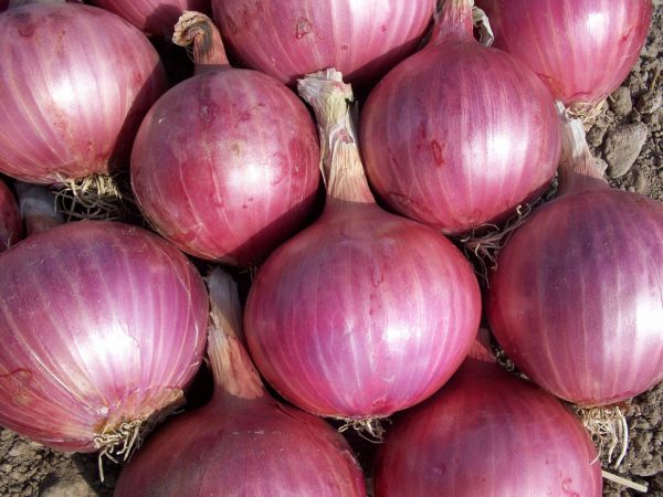 Onion - Red