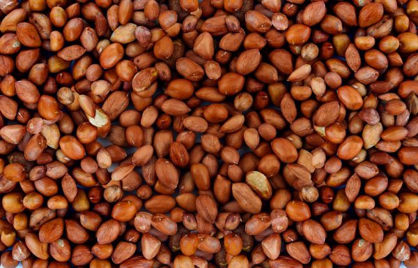 Peanut - without Peel (Cover)