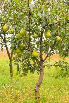 Pear Plant