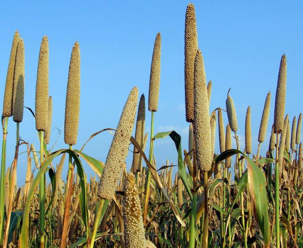 Millet - Pearl Millet (Baajara)