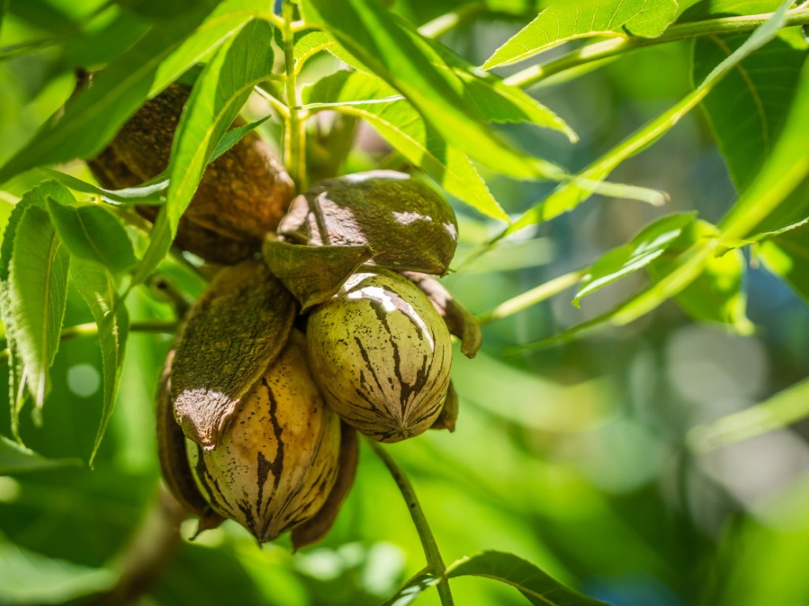 Pecan Nut Plant