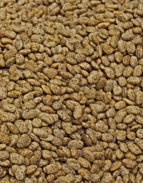 Beans - Pinto Bean
