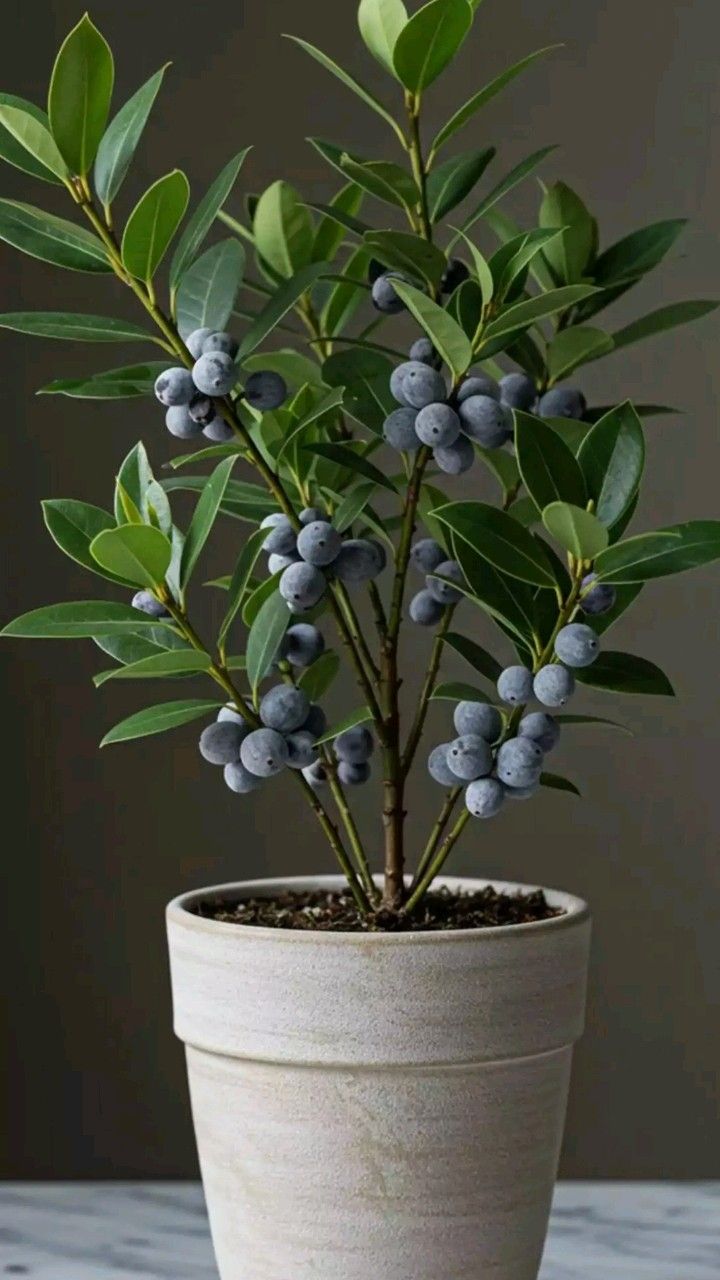 Plum Plant