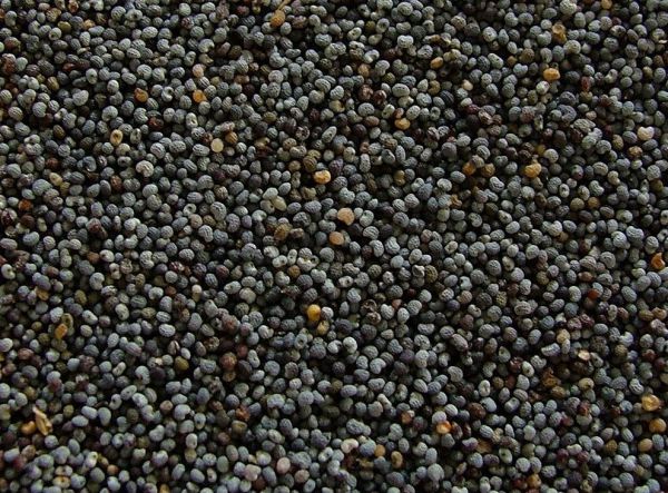 Poppy Seed (Khas Khas) - Grain