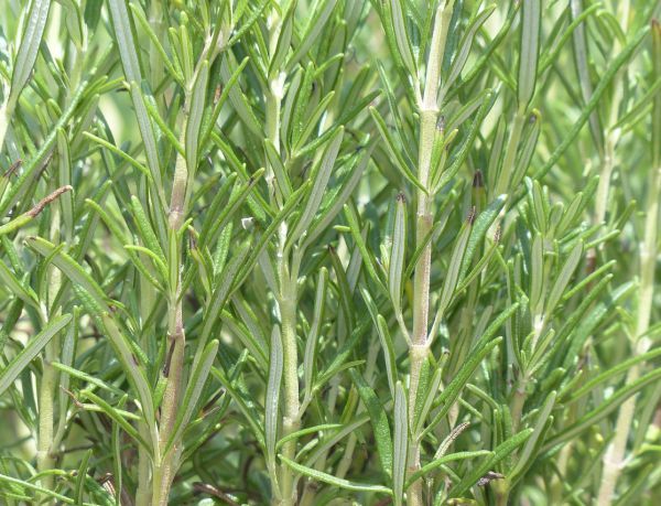 Rosemary - Medicinal