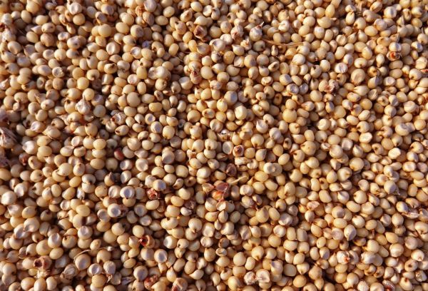Millet - Sorghum Millet (Jwar / Jowari)