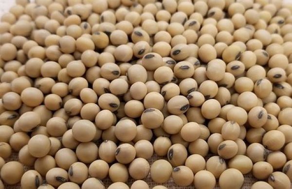 Soybean
