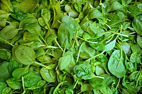 Spinach - Leaves