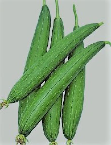 Sponge Gourd (Gilki)
