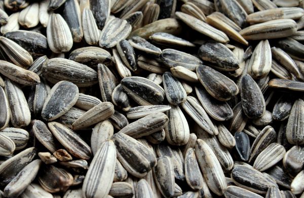 Sunflower Seeds - Oil Crop / Grain