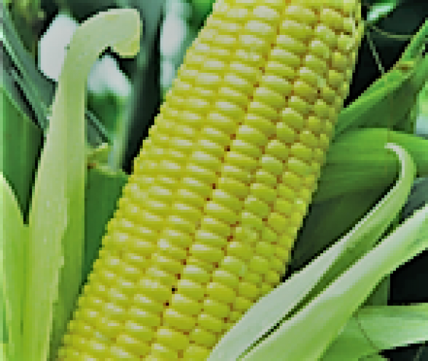 Corn (Bhutta) - Sweet Corn Sugar 75 (Syngenta)