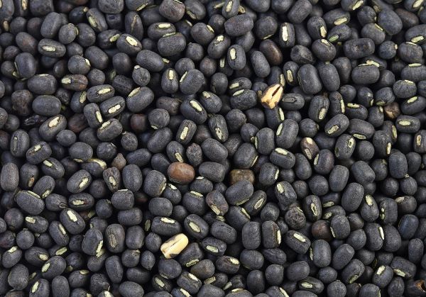Pulse - Urad / Urad Bean / Black Gram