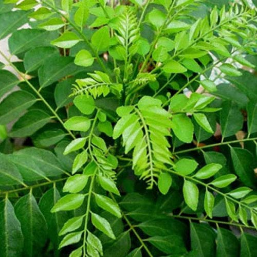 Curry Leaf – GeeCom India