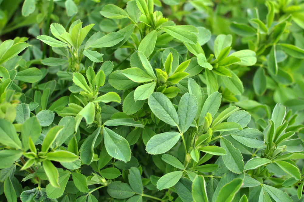 Alfalfa leaves