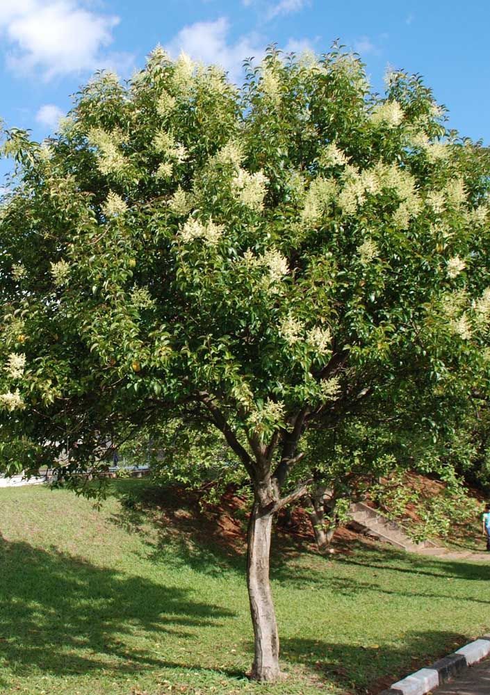 Alstonia Plant