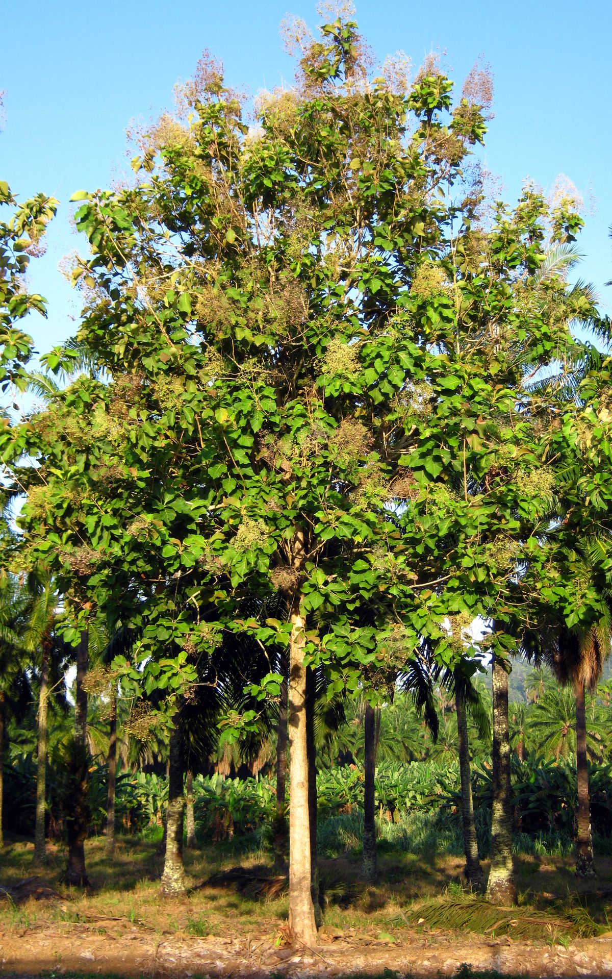 Arjun Plant