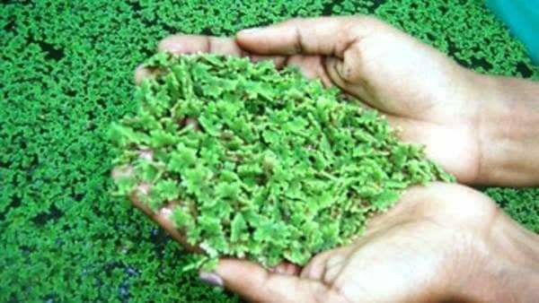 Azolla Bed