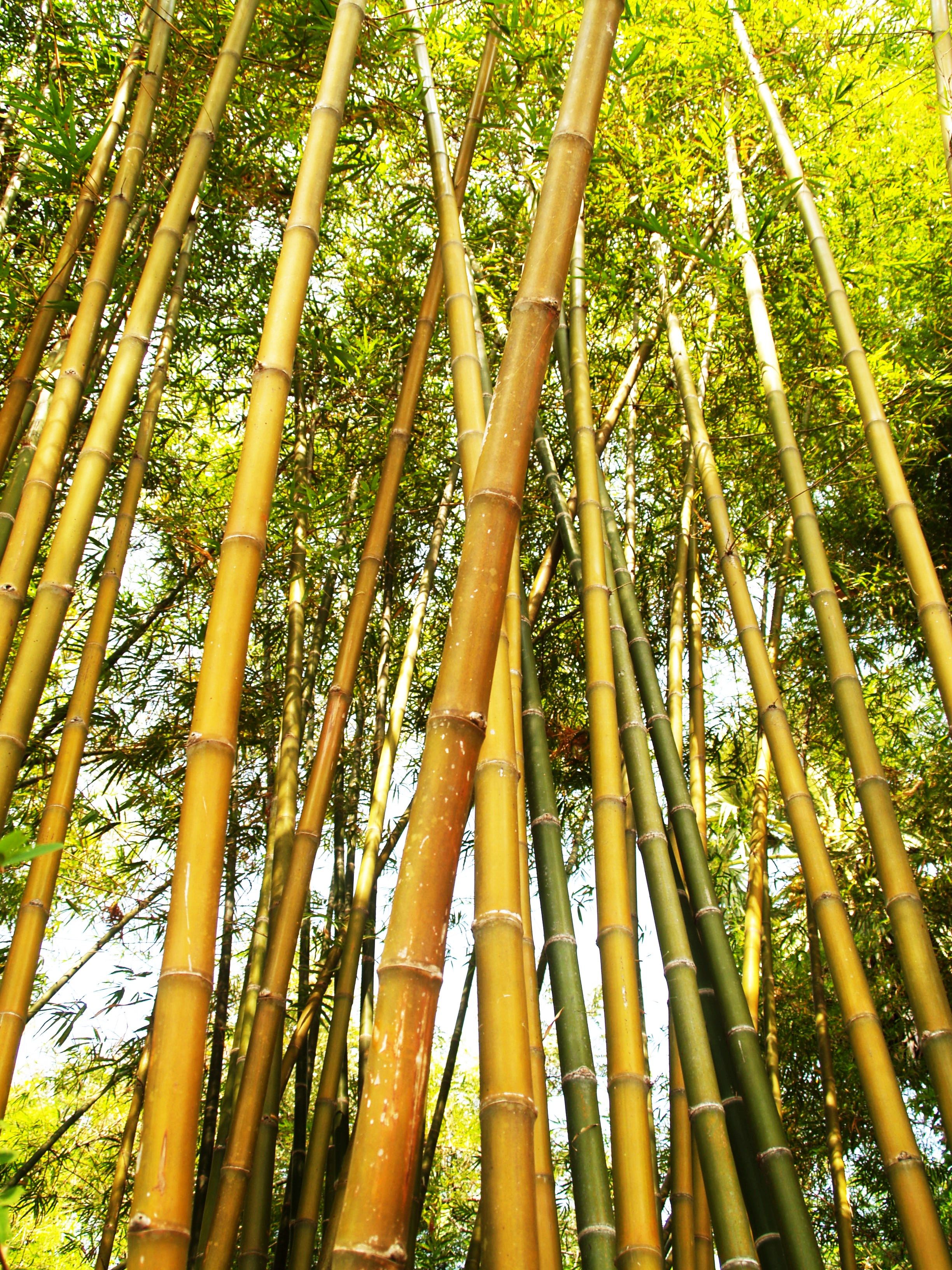 Bamboo