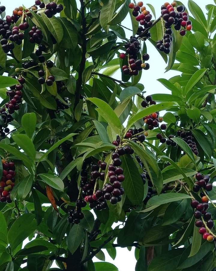 Black Plum - Java Plum Plant