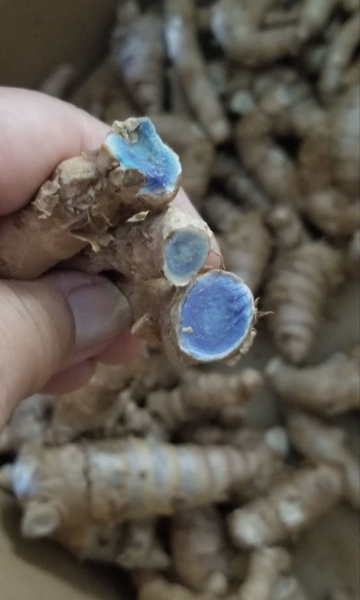 Black Turmeric