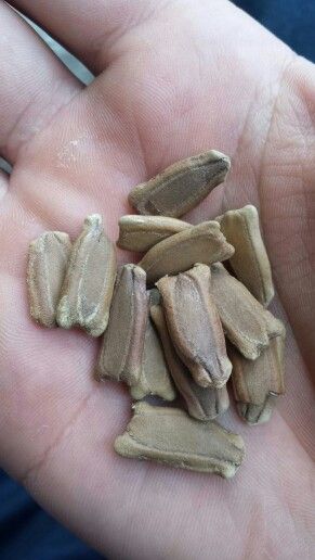 लौकी के बीज (Bottle Gourd Seeds)