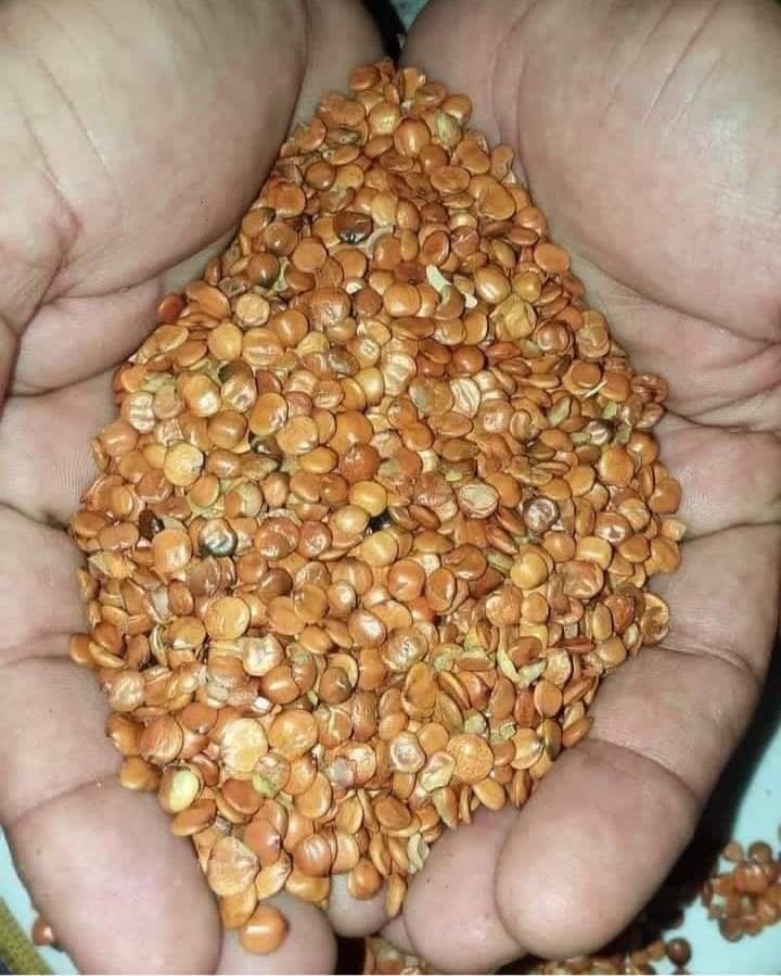 ब्रिंजल के बीज (Brinjal Seeds)