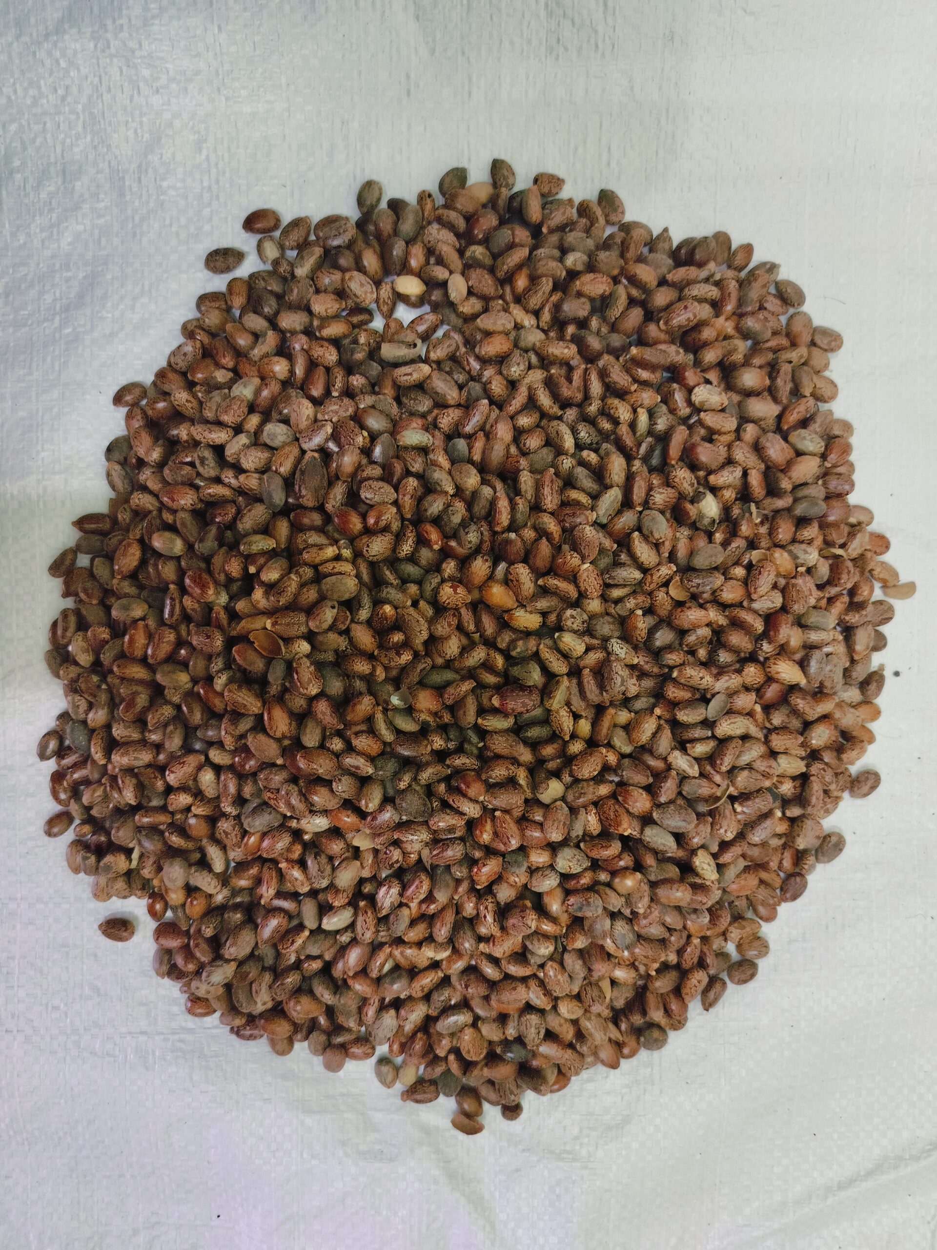 Castor Seed