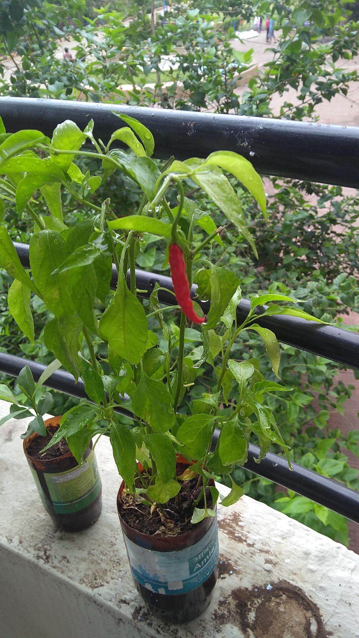 Chilli Plant