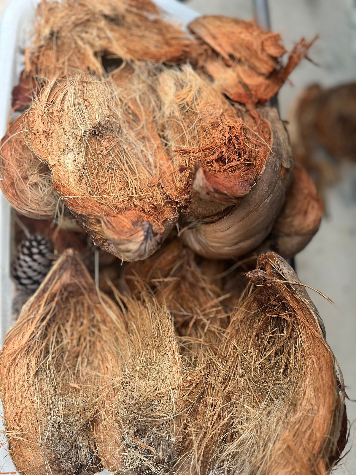 Coconut Shell