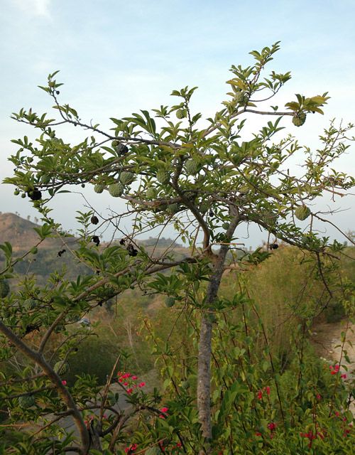 Custard Apple Plant