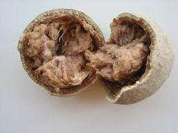 Wood Apple (Kabit) – GeeCom India