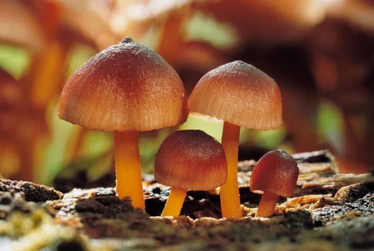 Decomposer